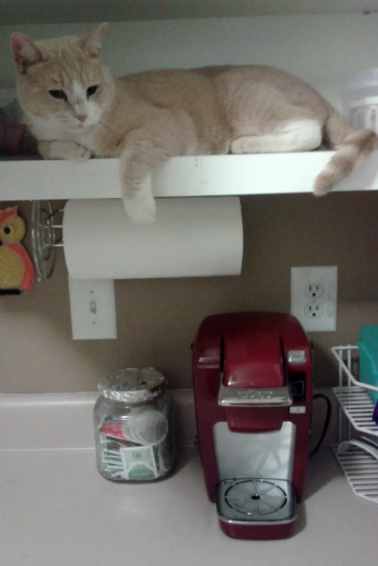 Buddy our cat sitting in the cupboard with our k-cup coffeemaker