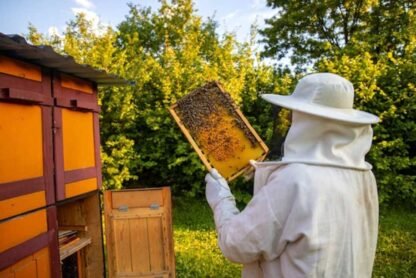 Beginners Guide to Starting a Beehive in Your Garden