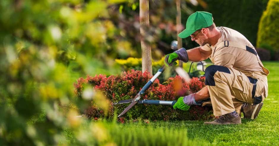 Reliable and Professional Landscaping Services for Your Yard in Canada