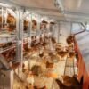 Elevating your Poultry Farm: Top Chicken Coop Designs for Every Farmer