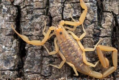 Common Habitats of Bark Scorpions and Their Impact on Your Home Environment