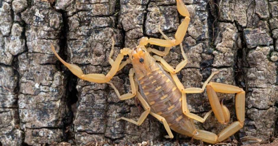 Common Habitats of Bark Scorpions and Their Impact on Your Home Environment