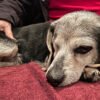 Signs Your Dog May Be Ready for Euthanasia
